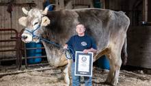 Boi de quase 1,90 m e 1.400 kg bate recorde de bovino vivo mais alto