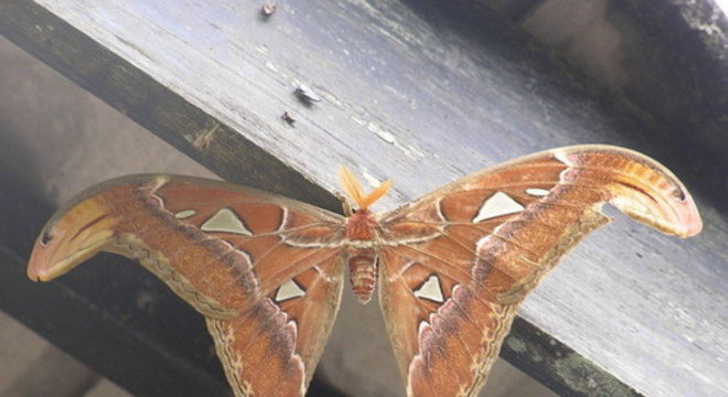 Maior borboleta do mundo - características da espécie que passa de 30cm