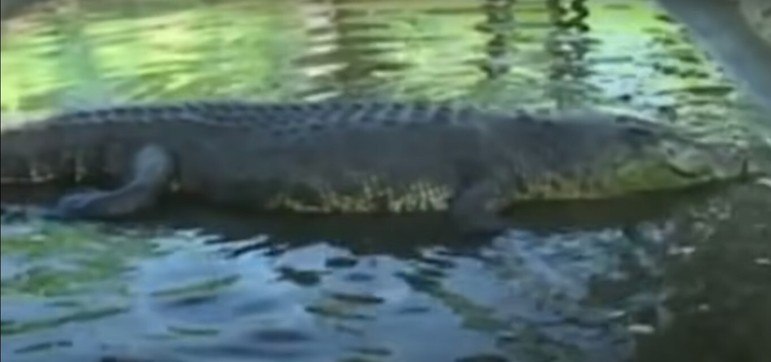 Mas, ao contrário de Gustav, a prisão não fez bem para Lolong!