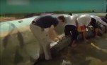 A ideia do governo local era cobrar entradas e ganhar com o turismoLEIA MAIS: Lago escondido vira atração no Instagram, mas governo avisa que local é cheio de animais perigosos