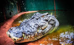 Em cativeiro, ele cresceu mais um pouco e hoje tem 5,5 m, o que o torna o maior crocodilo vivo