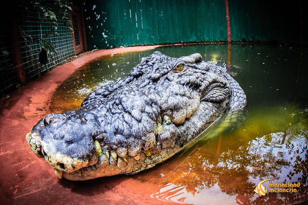 Em cativeiro, ele cresceu mais um pouco e hoje tem 5,5 m, o que o torna o maior crocodilo vivo