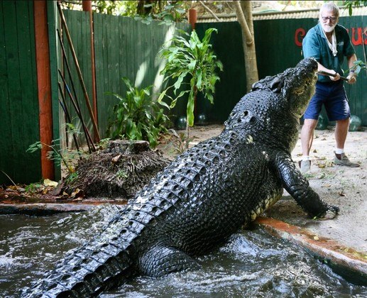 Tratadores de um parque australiano comemoraram um aniversário único: os 120 anos de Cassius, o maior crocodilo vivo em cativeiro do mundo! É importante ressaltar que essa é uma idade estimada para o animal, baseada em anéis ao redor dos dentes e ossos