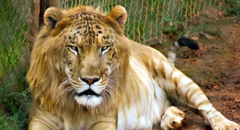 Maior felino do mundo: definição e características do animal híbrido