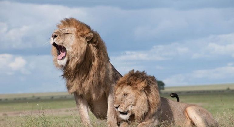 Maior felino do mundo: definição e características do animal híbrido