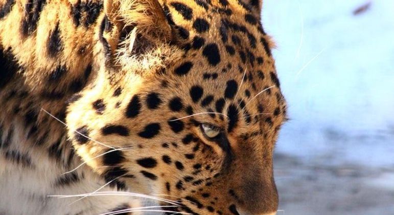 Maior felino do mundo: definição e características do animal híbrido