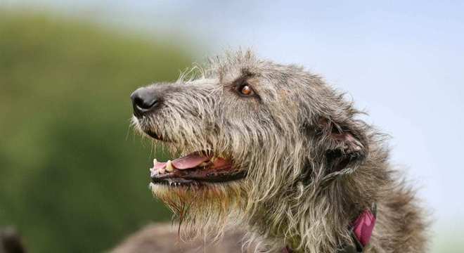 Maior raça de cachorro do mundo- Quais são, pontos positivos e negativos