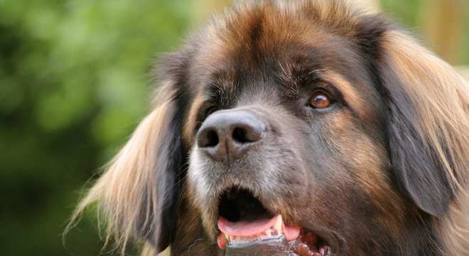 Maior raça de cachorro do mundo- Quais são, pontos positivos e negativos