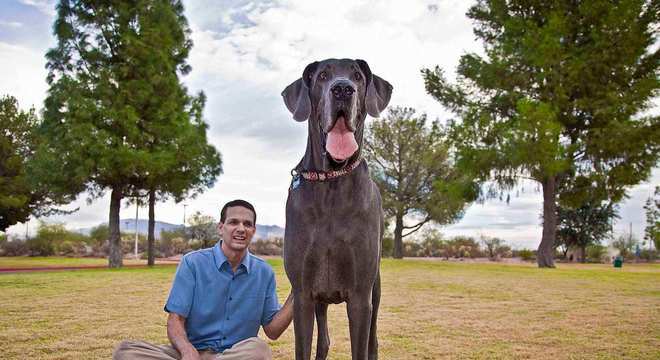 Maior raça de cachorro do mundo- Quais são, pontos positivos e negativos