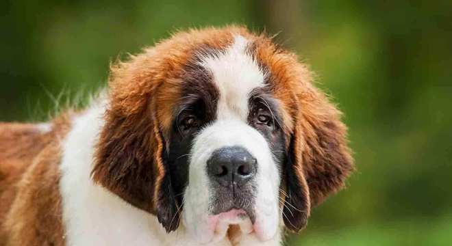 Maior raça de cachorro do mundo- Quais são, pontos positivos e negativos