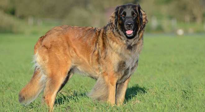 Maior raça de cachorro do mundo- Quais são, pontos positivos e negativos