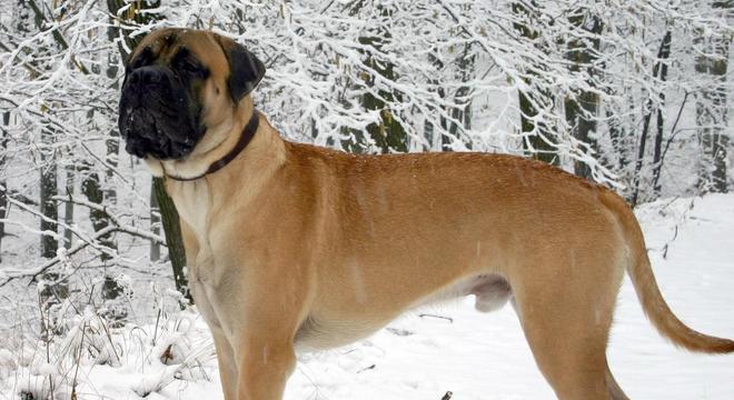 Maior raça de cachorro do mundo- Quais são, pontos positivos e negativos