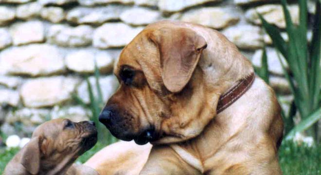 Maior raça de cachorro do mundo- Quais são, pontos positivos e negativos