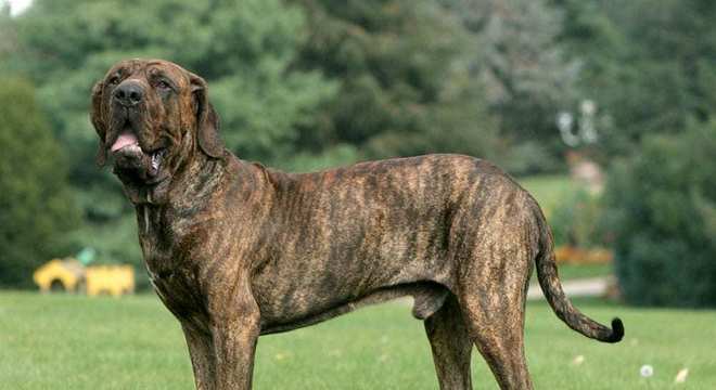 Maior raça de cachorro do mundo- Quais são, pontos positivos e negativos