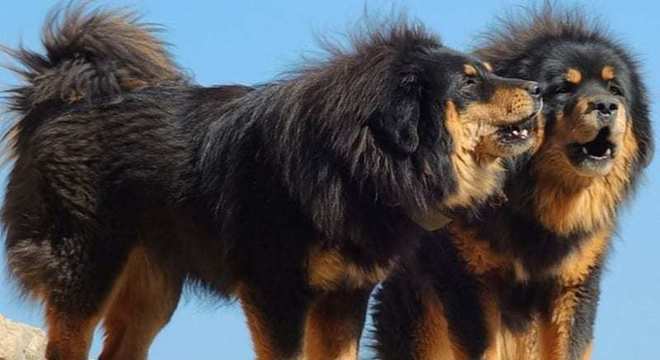 Maior raça de cachorro do mundo- Quais são, pontos positivos e negativos