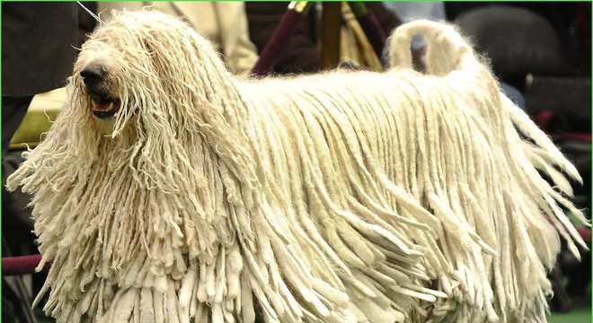 Maior raça de cachorro do mundo- Quais são, pontos positivos e negativos