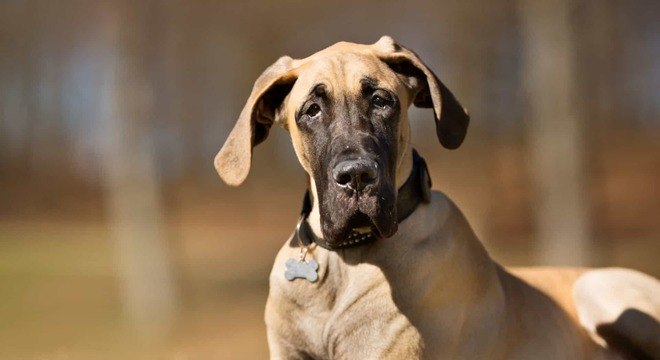 Maior raça de cachorro do mundo- Quais são, pontos positivos e negativos