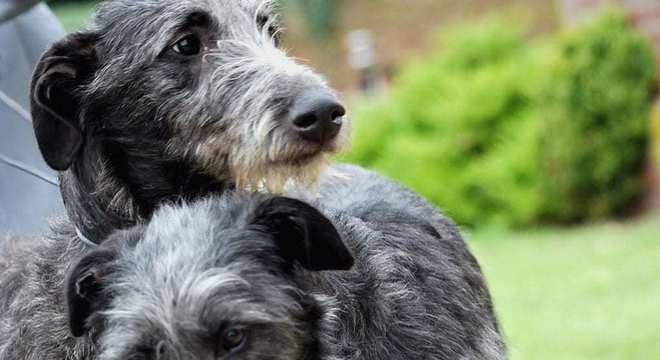 Maior raça de cachorro do mundo- Quais são, pontos positivos e negativos