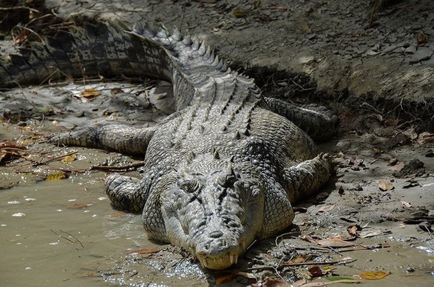 Maior réptil: Crocodilo-de-água-salgada - Os machos podem medir entre 6 e 7 metros de comprimento e pesar até 1.500 kg. As fêmeas raramente crescem além de 3 metros.