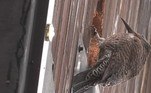 Uma placa de aço foi colocada em cima do buraco para evitar que a ave continuasse bicando...VEJA ISSO: Cinéfilo bate recorde ao assistir filme do Homem-Aranha 292 vezes