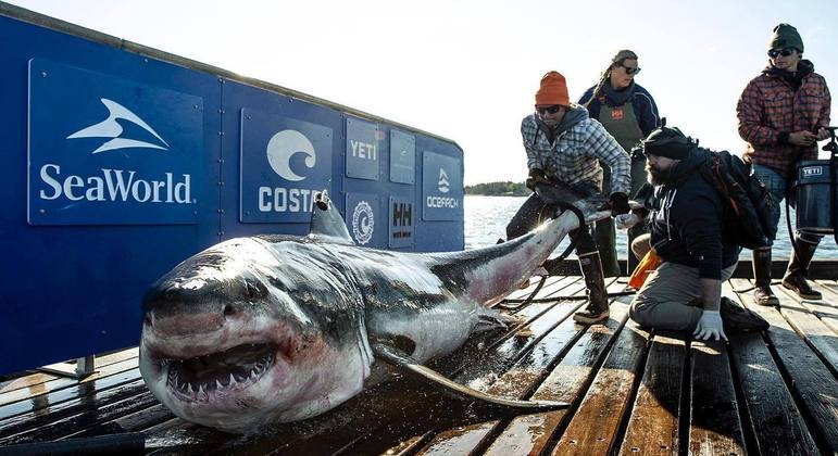 O tubarão branco “Ironbound” está sendo monitorado pela Ocearch