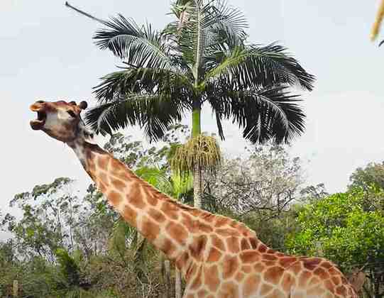 Mais alto: Girafa - Em geral, os machos atingem 5,5 metros e as fêmeas ficam com 4,5 metros. Mas a espécie pode chegar a 6 metros de altura. 