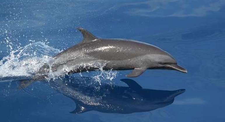 Mais de 30 golfinhos morreram nas últimas duas semana no litoral de SP