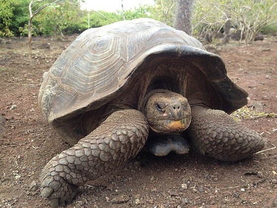 Mais longevo (terrestre): Tartaruga-gigante: Vive até 200 anos. As maiores atingem 300 kg de peso e 1,3 metro de comprimento.  A maior população de tartarugas-gigantes encontra-se no atol de Aldabra, no Oceano Índico. 