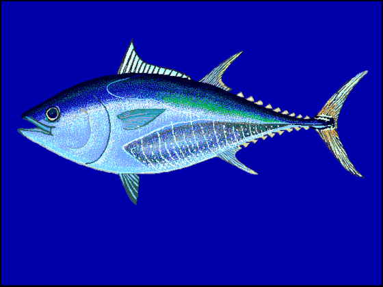 Mais rápido (marinho): Atum Bluefin, também conhecido como Atum-rabilho.  Consegue nadar a uma velocidade de 230 km/h.