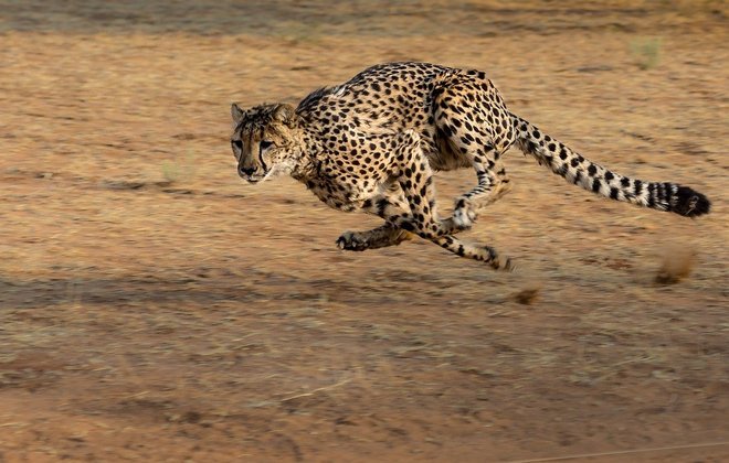 Mais rápido (terrestre): Guepardo - Capaz de correr a uma velocidade de 120 km/h. 