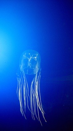 Mais venenoso: Água-viva-caixa-australiana - Chamada de 
