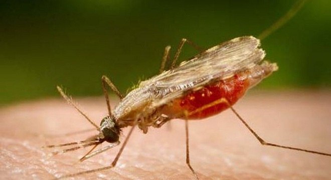O mosquito Anopheles é o transmissor da malária