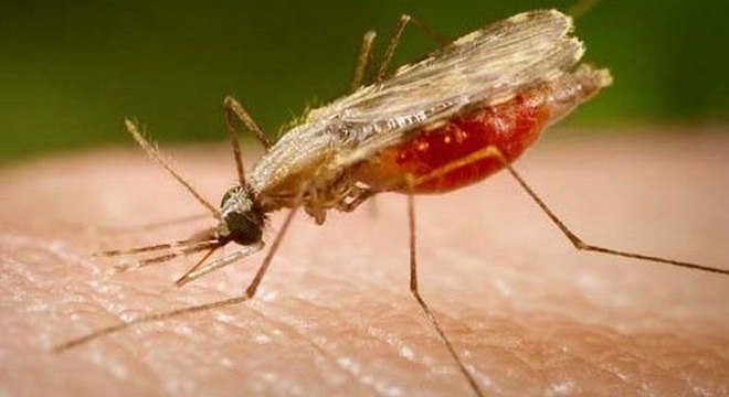 Mosquito Anopheles é o transmissor da malária