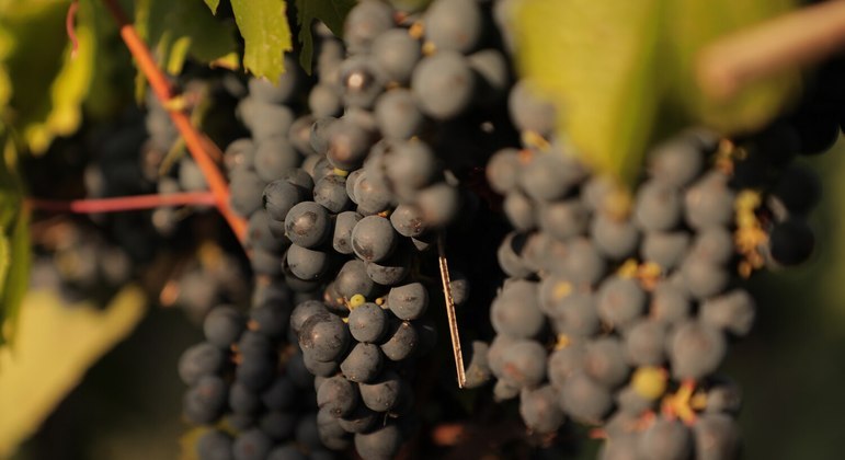 Malbec