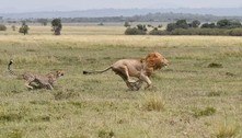 Mamãe chita põe leão para correr após tentativa de ataque a filhotes