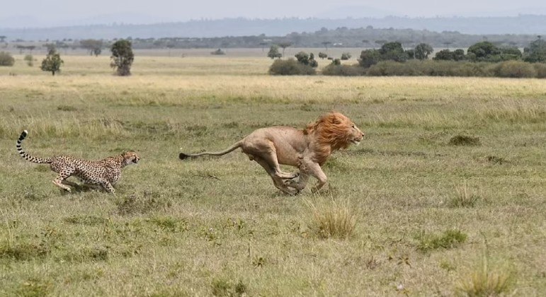Mamãe chita colocou leão para correr após tentativa de ataque a filhotes