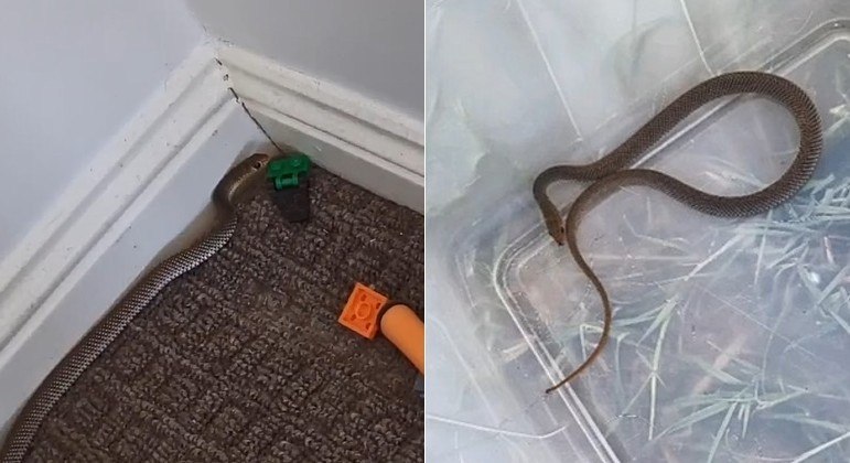 Uma mãe heroica capturou e libertou uma serpente venenosa escondida no brinquedo do filho