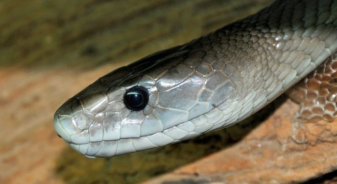 Mamba-negra é uma das cobras mais mortais do mundo - sua picada pode matar um ser humano em 30 minutos