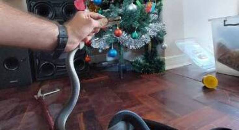 Mambas-negras podem chegar a at&eacute; 3 m de comprimento