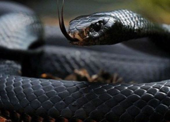 Mamba Negra - Nativa da África. Pode ser preta ou cinza, mas a parte de dentro da boca é sempre negra. É a cobra mais rápida do mundo: rasteja a  20 km/h. Portanto, não dá nem pra fugir. 