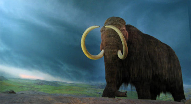 Mamutes-lanoso entraram em extinção a apenas 4 mil anos atrás 
