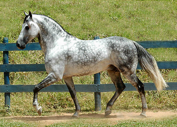 Mangalarga Marchador - Originário do Brasil , é fruto do cruzamento de cavalos portugueses (que vieram para o Brasil com a Corte no século XIX) e cavalos das fazendas do sul de Minas Gerais. 