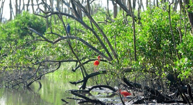 Mangue - O que é, características, tipos de mangue e importância