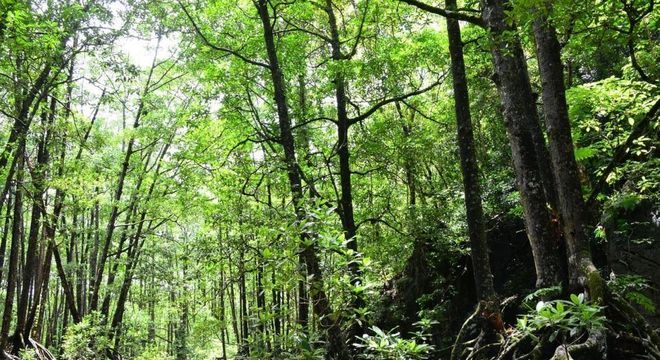 Mangue - O que é, características, tipos de mangue e importância