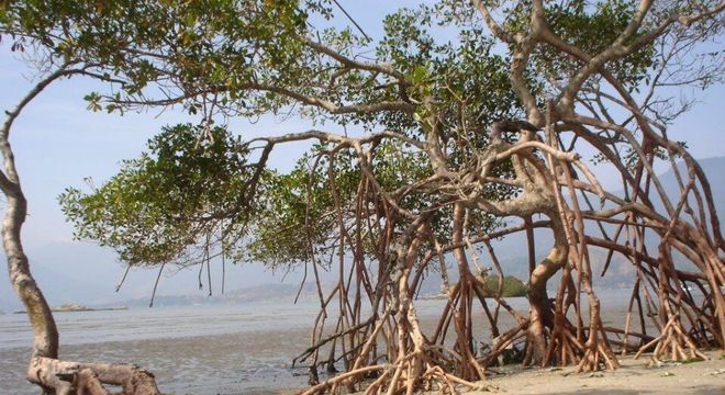 Mangue - O que é, características, tipos de mangue e importância