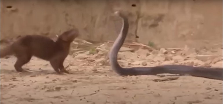Esse Pequeno Animal E Capaz De Vencer Ate As Cobras Mais Mortais Fotos R7 Hora 7