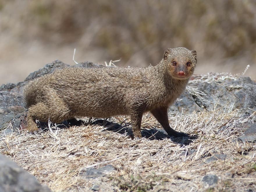 Qual animal ganha da cobra?