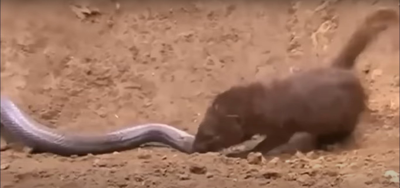 Serpente se arrasta por parede imitando 'jogo da cobrinha' (VÍDEO