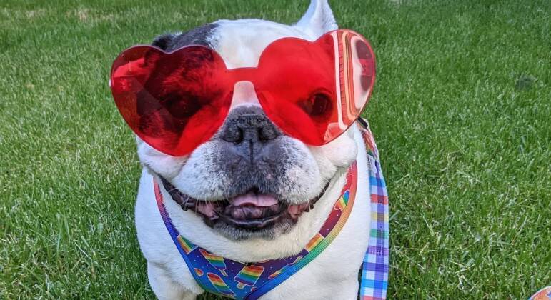 manny_the_frenchie