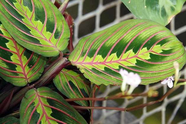 Maranta Tricolor- Com folhas decorativas, é originária das Américas. Prefere sombra parcial e solo úmido. Ótima escolha para janelas ou áreas internas com luminosidade moderada.